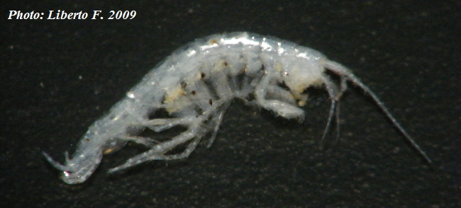 Niphargidae